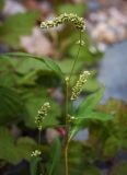 Persicaria lapathifolia. Верхушка цветущего растения. Ярославская обл., Рыбинский р-н, с. Каменники, песчано-каменистый берег Рыбинского водохранилища. 18.08.2016.