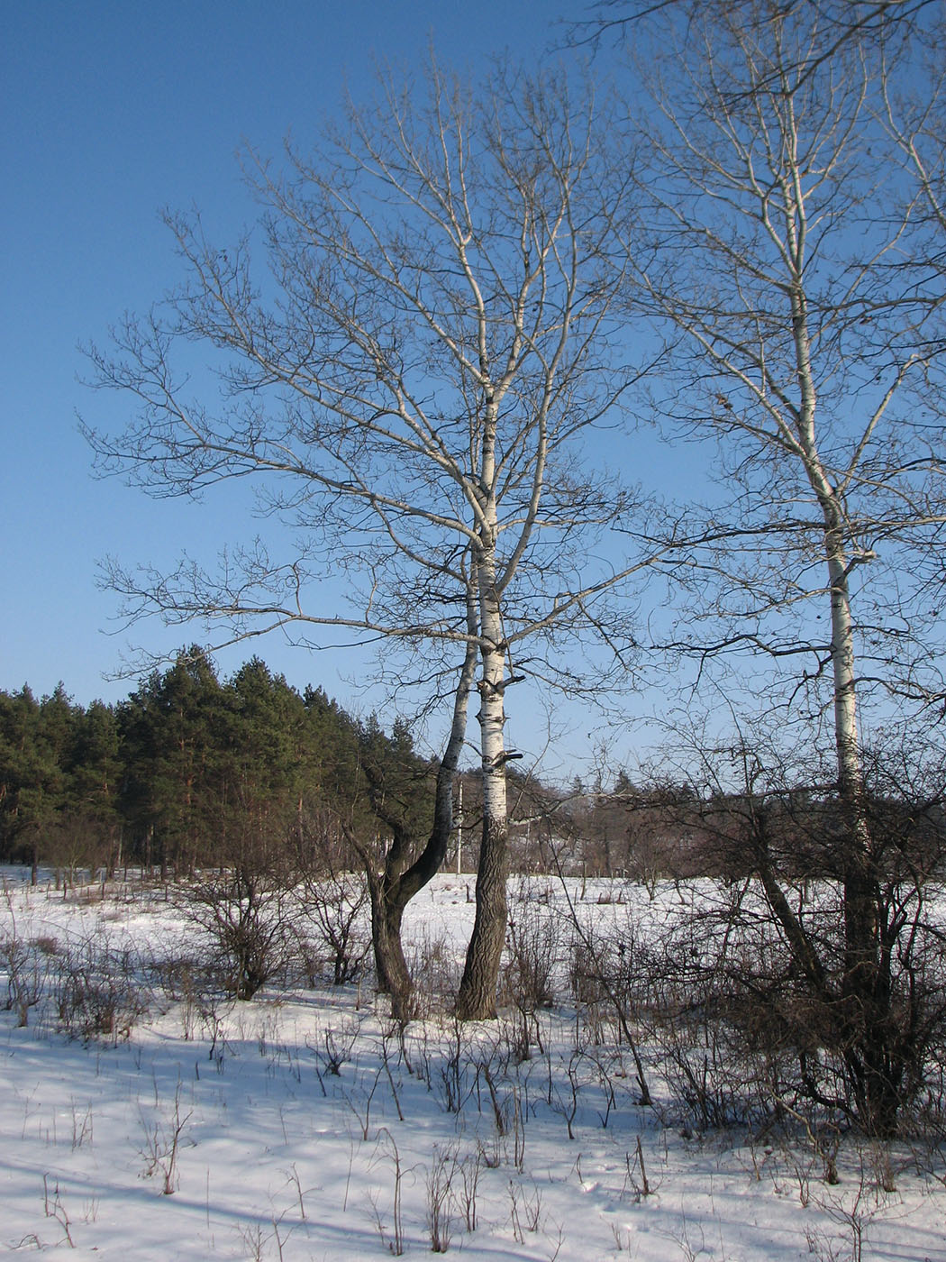 Изображение особи Populus alba.