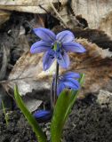 Scilla armena