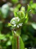 Stellaria media