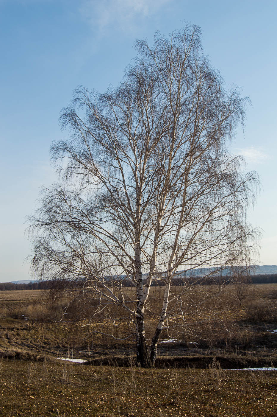 Изображение особи Betula pendula.