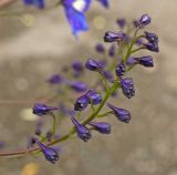 Delphinium × phoeniceum. Нераспустившееся соцветие. Пермский край, г. Пермь, Свердловский р-н, в озеленении двора. 8 июля 2017 г.