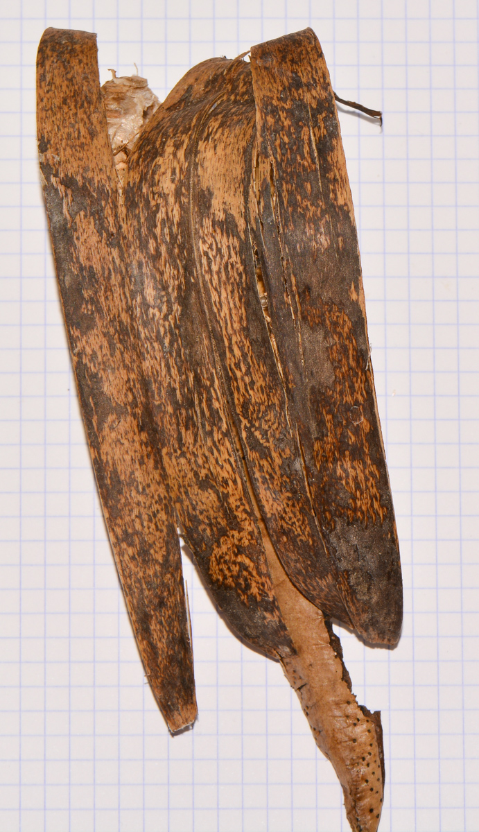Изображение особи Spathodea campanulata.