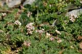 Asperula pubescens