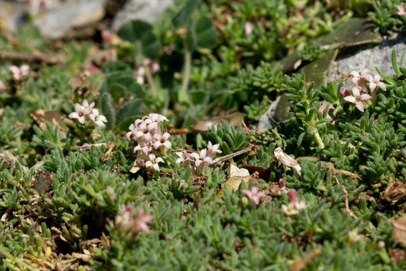 Изображение особи Asperula pubescens.