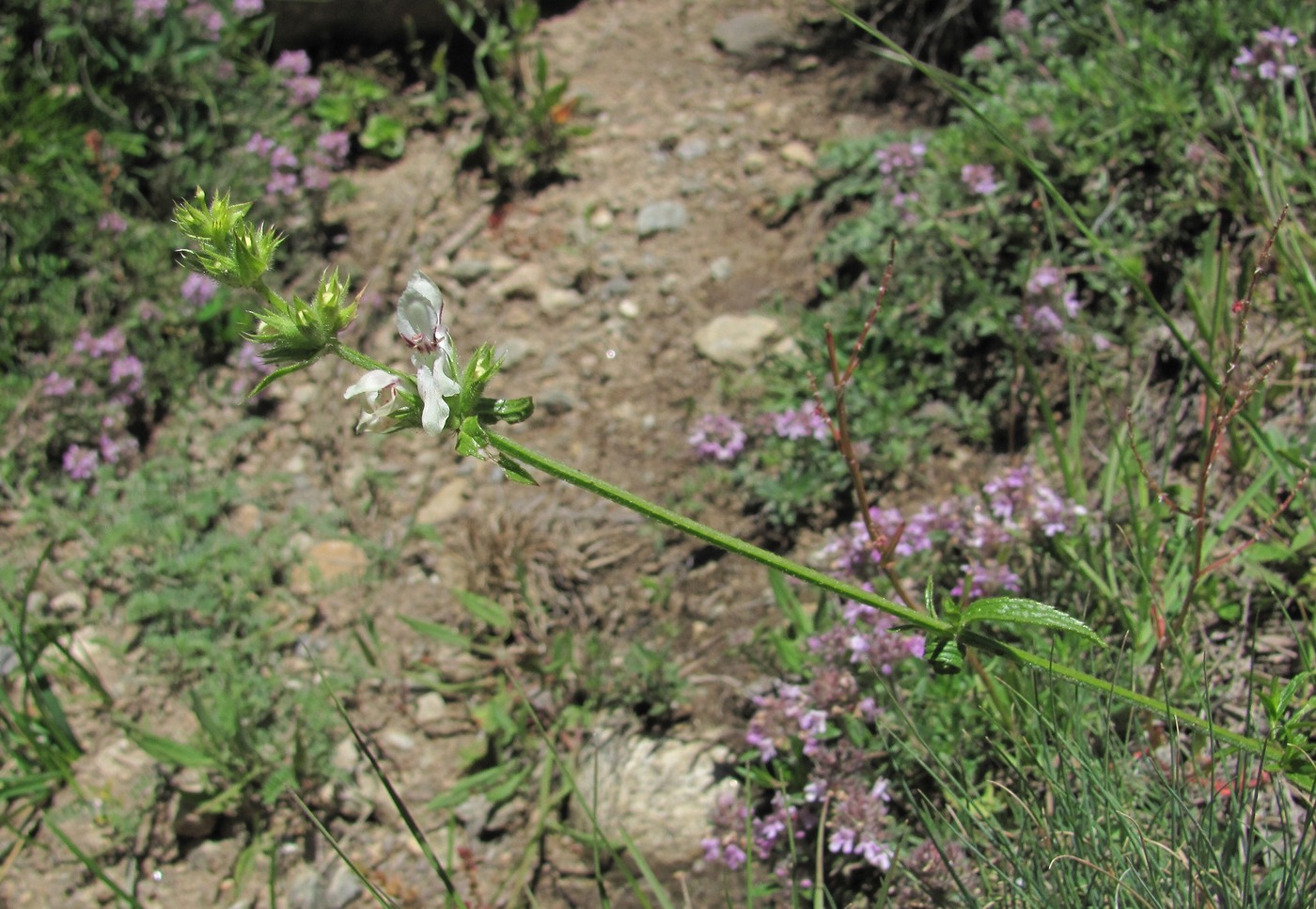 Image of Stachys atherocalyx specimen.