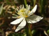 Coptis trifolia