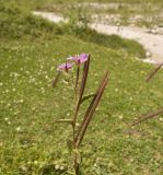 Epilobium montanum. Верхушка растения с цветками и завязавшимися плодами. Кабардино-Балкария, Эльбрусский р-н, долина р. Терскол, выс. 2300 м н.у.м. 23.07.2012.