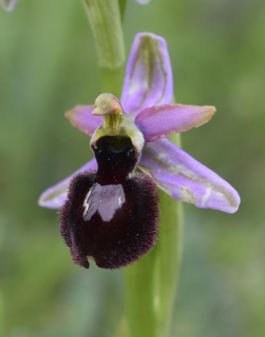 Изображение особи Ophrys bertolonii ssp. catalaunica.