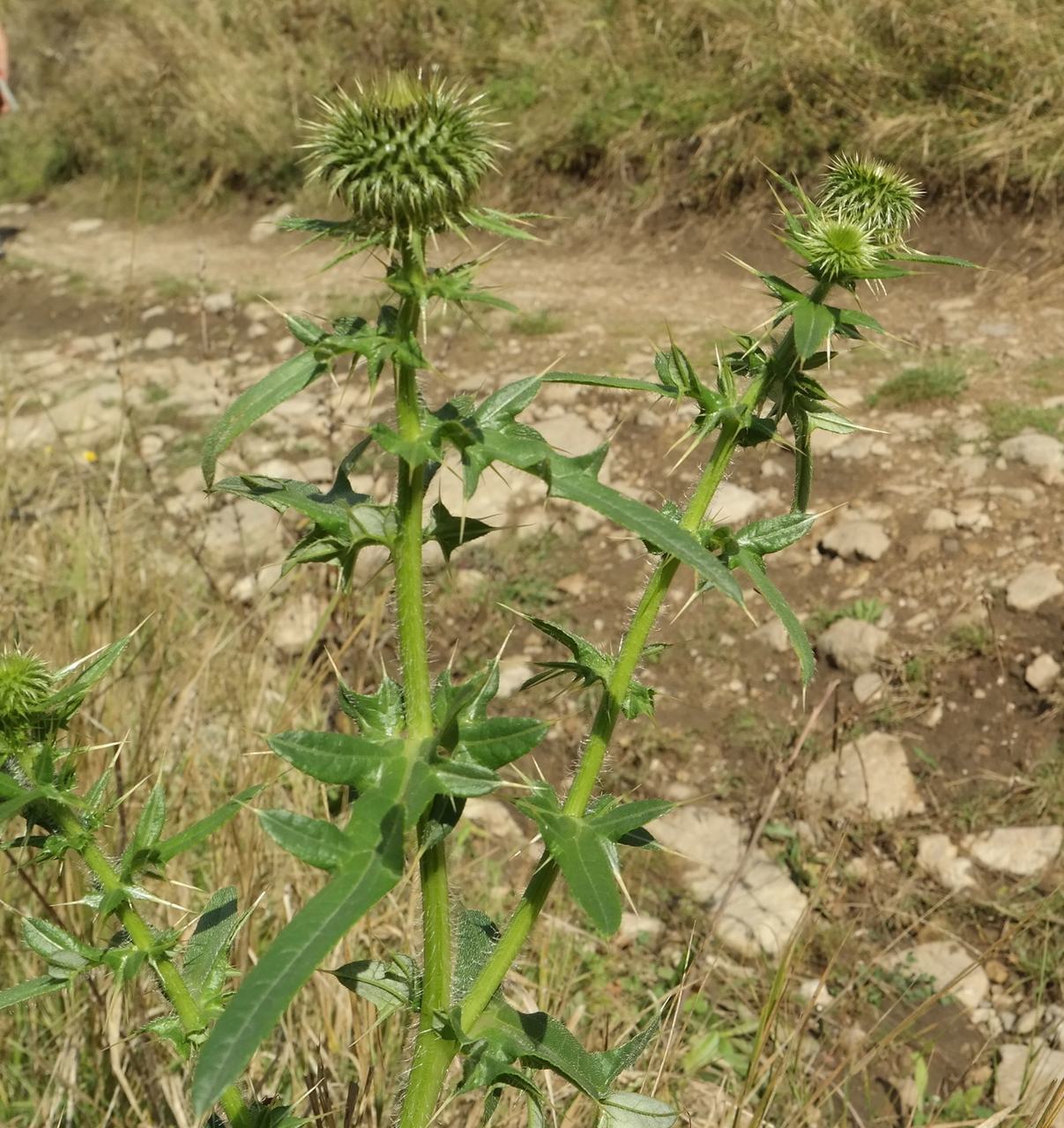 Изображение особи Cirsium ciliatum.