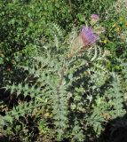 Cirsium cephalotes