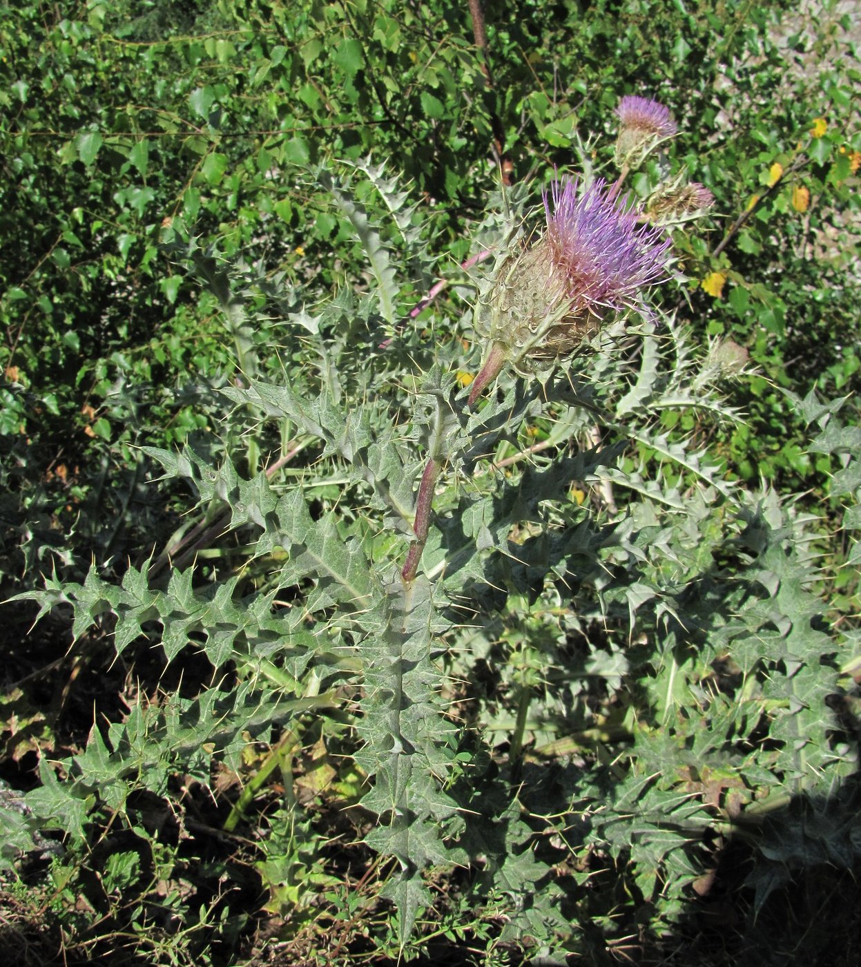 Изображение особи Cirsium cephalotes.