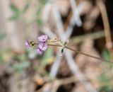 Commicarpus helenae