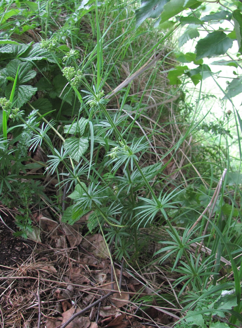 Изображение особи Asperula molluginoides.