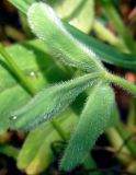 Trifolium trichocephalum. Молодой лист с нижней стороны. Республика Алтай, Шебалинский р-н, с. Камлак, в культуре. 01.07.2010.