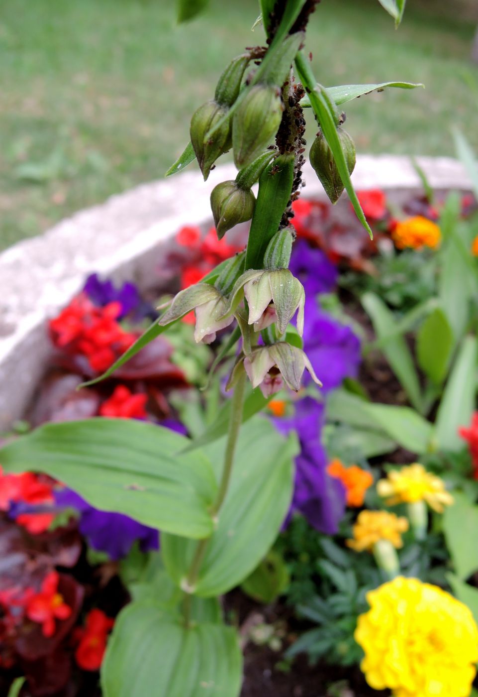 Изображение особи Epipactis helleborine.