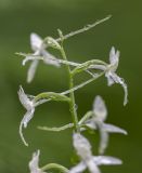 Platanthera bifolia