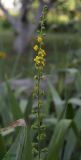 Agrimonia eupatoria