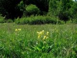 Primula macrocalyx