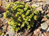 Limonium chrysocomum