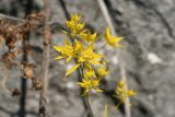 Bupleurum veronense