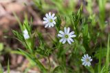 Stellaria holostea. Цветки и бутоны. Ленинградская обл., Кингисеппский р-н, Кургальский п-ов, берег оз. Белое, сосновый лес. 23.05.2020.