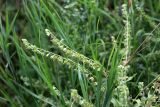 Cynoglossum officinale