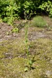 Senecio vulgaris