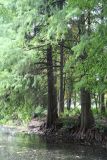 Taxodium distichum