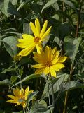 Helianthus tuberosus. Соцветия. Киев, Святошинские озёра, сентябрь 2004 г.