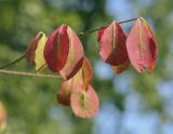 Euonymus alatus. Листья в осенней окраске. Москва, ГБС, Японский сад. 31.08.2021.