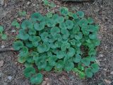 Asarum europaeum