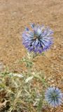 Echinops ritro