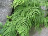 Athyrium filix-femina. Растение в расщелине скалы. Свердловская обл, Верхне-Пышминский ГО, скалы Петра Гронского. 19.06.2010.