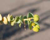 Euphorbia paralias. Верхушка побега с плодами. Турция, пров. Мугла, окр. г. Дальян, берег Средиземного моря, пляж Изтузу. 31.12.2022.