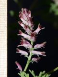 Fumaria officinalis. Соцветие. Крым, окр. Феодосии, Курортное, набережная, терраса летнего кафе, между половыми досками. 5 мая 2023 г.