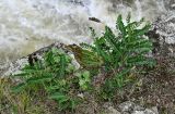 Astragalus schelichowii