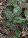 Mahonia aquifolium