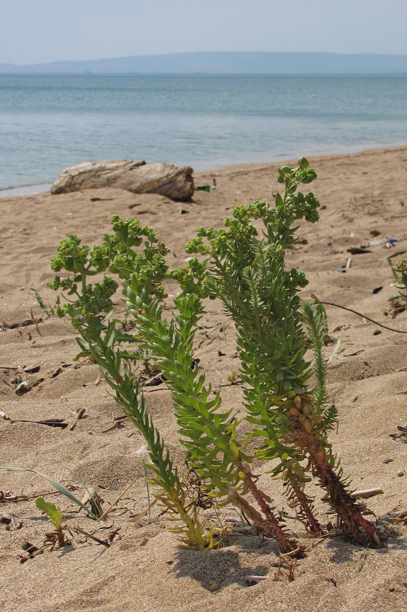 Изображение особи Euphorbia paralias.