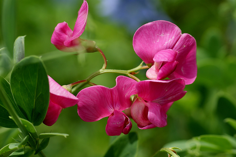 Чина клубненосная (Lathyrus tuberosus). Автор фото: Виталий Гуменюк Чина клубненосная (Lathyrus tuberosus). Автор фото: Виталий Гуменюк