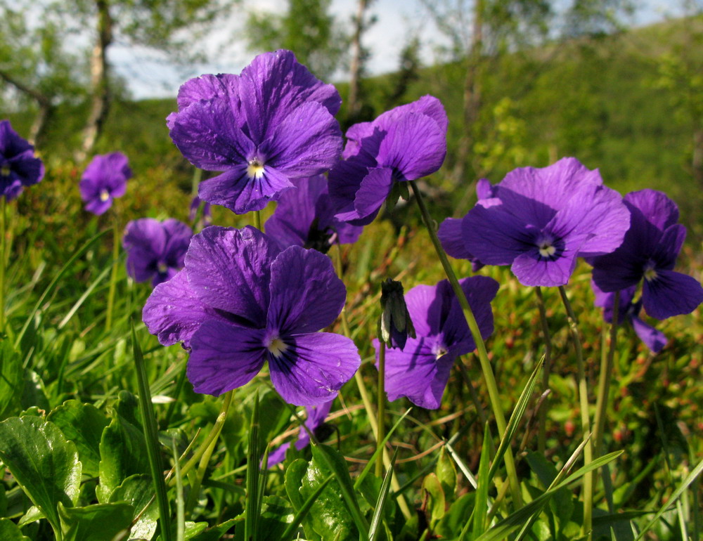 Изображение особи Viola altaica.
