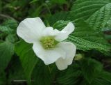 Rhodotypos scandens. Верхушка побега с цветком. Крым, Карадаг, парк биостанции, в культуре. 7 мая 2012 г.