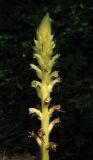 Orobanche hederae. Верхушка цветущего растения. Крым, окр. Ялты, заповедник Мыс Мартьян. 30 мая 2012 г.