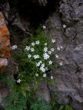 Cerastium polymorphum. Цветущее растение в расщелине скалы. Кабардино-Балкария, Зольский р-н, долина Джилы-Су. 27.07.2012.