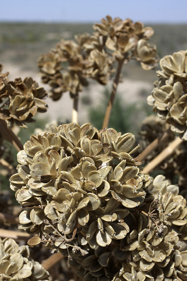 Изображение особи Ferula foetida.