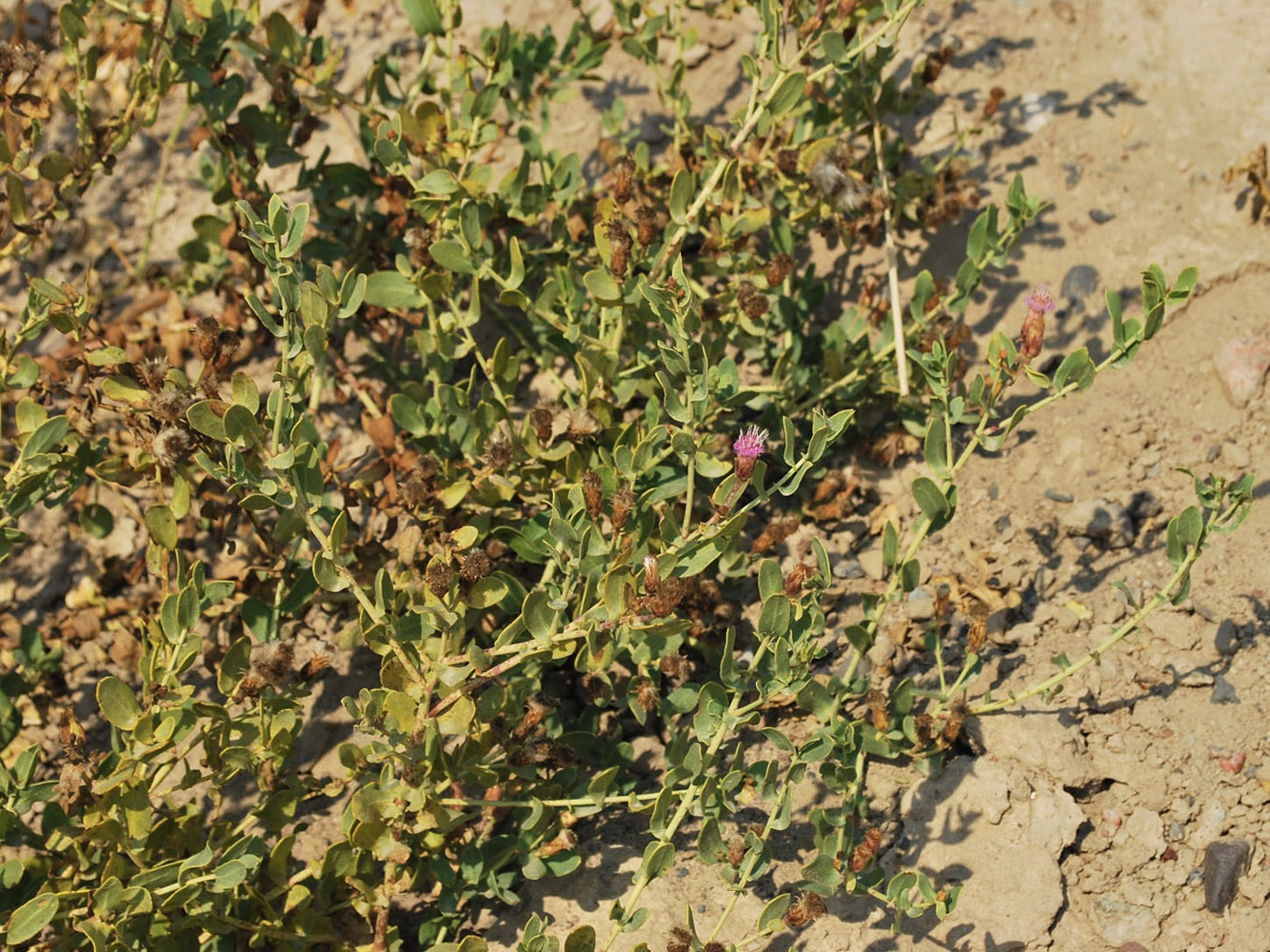 Изображение особи Karelinia caspia.