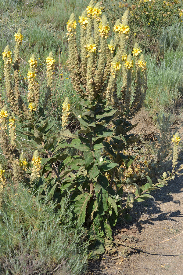 Изображение особи Verbascum ovalifolium.