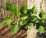 Hedera helix