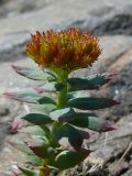 Rhodiola rosea. Плодоносящее растение в трещине скалы на берегу Кольского залива. Мурманская обл., ЗАТО г. Североморск, окр. пос. Росляково. 30.06.2009.