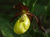 Cypripedium calceolus. Цветок. Московская обл., Талдомский р-н, близ пгт Запрудня. 21.05.2010.